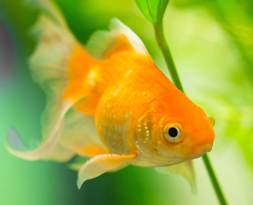 Does The Shortening Attention Span of the US Population Have An Impact On Financial Markets?